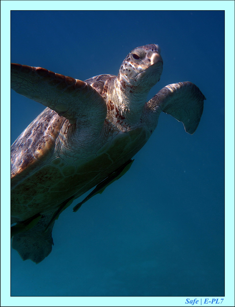 2016 - 07 - Leng Tengah - 086